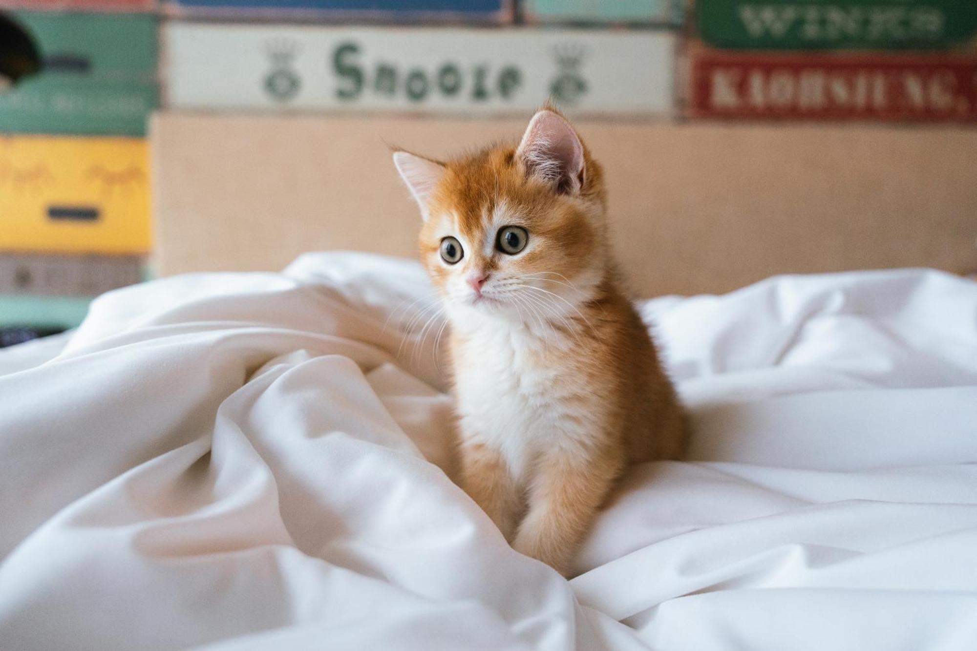 Hotel Indigo Kaohsiung Central Park, an IHG Hotel Bagian luar foto A kitten